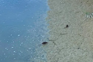 Topi alla foce del Ragnola, problema irrisolto